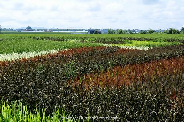 稲で描く地上絵。旭川を訪れたら立ち寄りたい『JAたいせつ田んぼアート